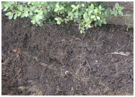 Clay Soil in Texas