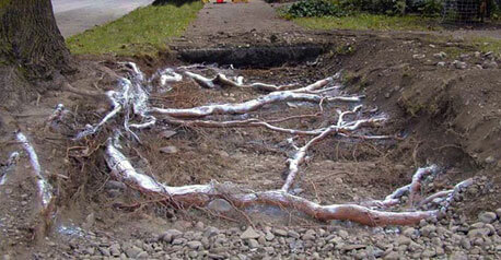 Tree Roots Damaging Concrete