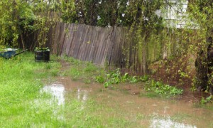 Yard With Drainage Issues
