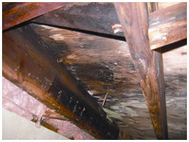 Crawl space foundation problems Dallas, Fort Worth TX