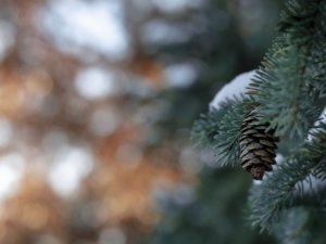 winter scene outside